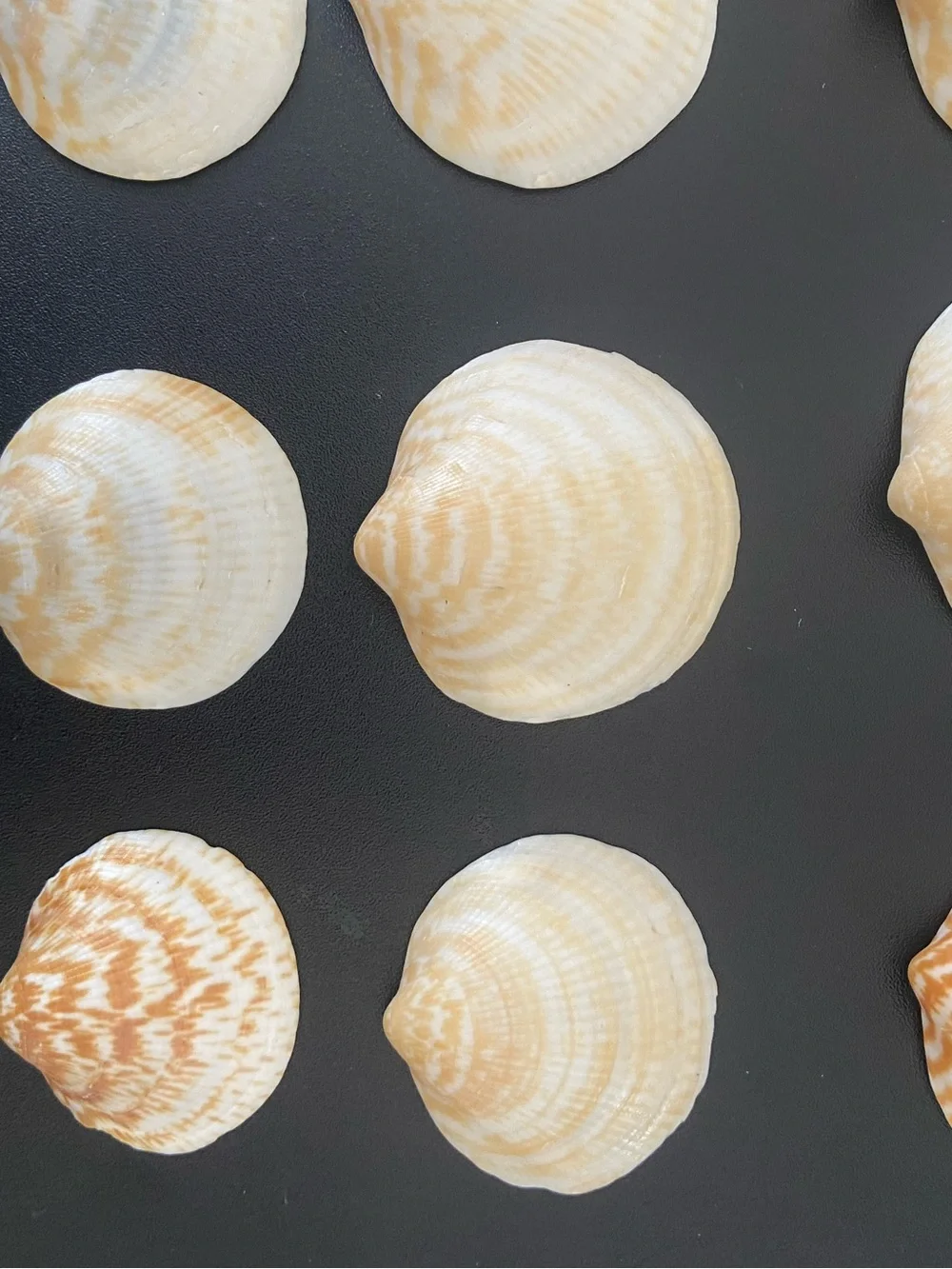 36 Pcs Natural Calico Scallop Seashells Craft Lot Home Decor